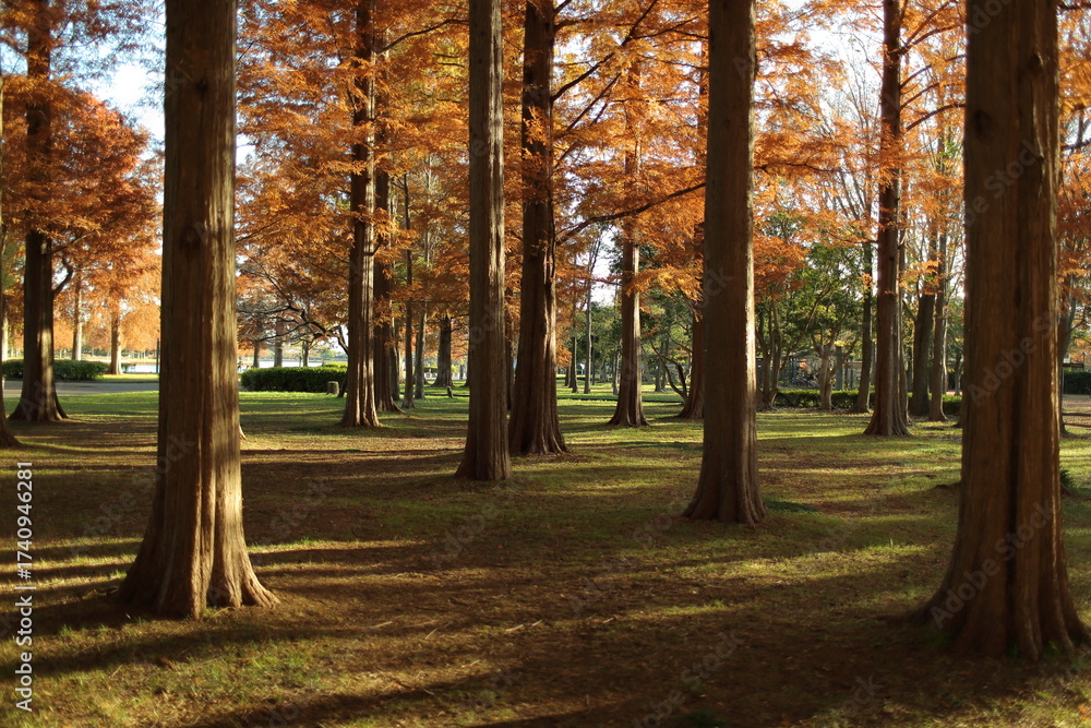 Fototapeta premium 日本の公園、紅葉するメタセコイアの森と光の風景 1 / Sunlit autumn metasequoia forest in a Japanese park 1