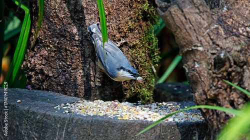 Nuthatch feeding in the woods