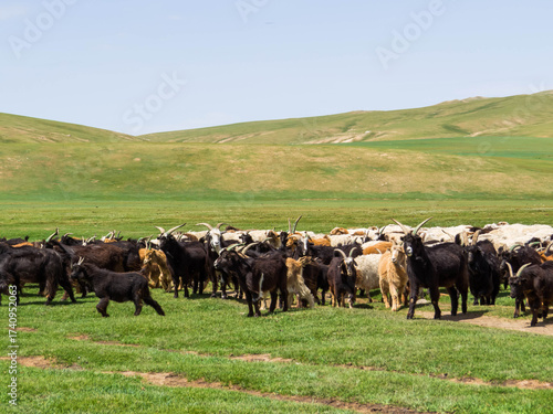 Wallpaper Mural Mongolian Goats and Sheep Torontodigital.ca
