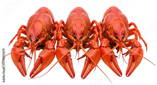 Three Red Crawfish in a Row on White Background crayfish