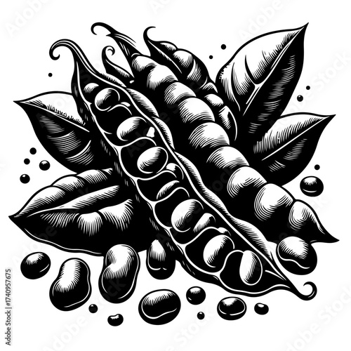Illustration of open pea pods with visible peas and leaves in a detailed black and white engraving style