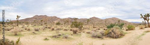 Panorama of the Joshua Tree National Park near Twentynine Palms during a summer season in California, USA
