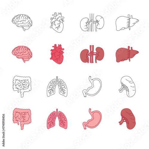 Detailed Human Internal Organ Anatomy Illustration