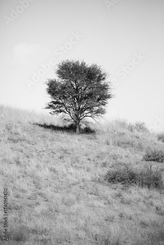 Wallpaper Mural Tree growing on the side of a red dune in the Kalahari Desert Torontodigital.ca
