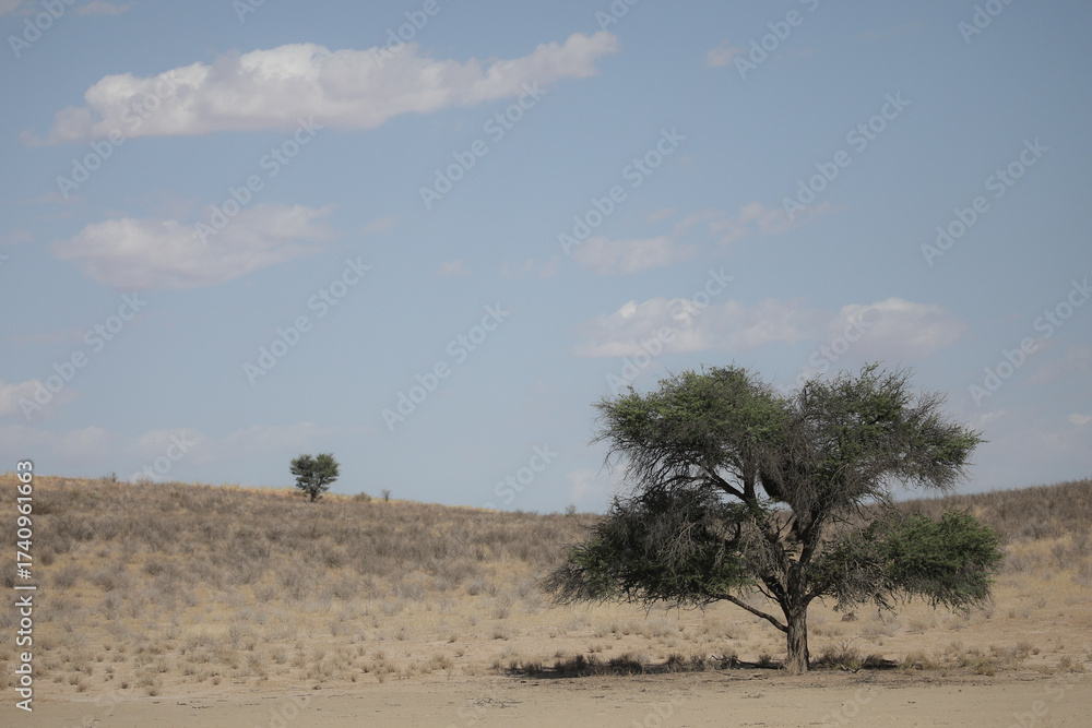 Obraz premium Tree growing in the arid Kalahari Desert with a little cloud in the sky