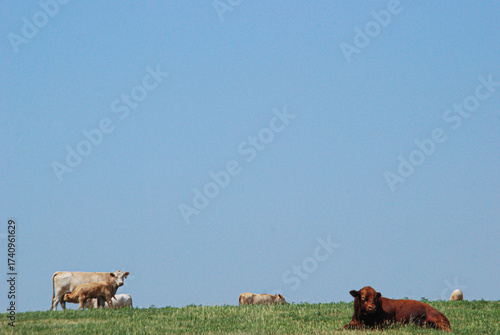 cows in the field