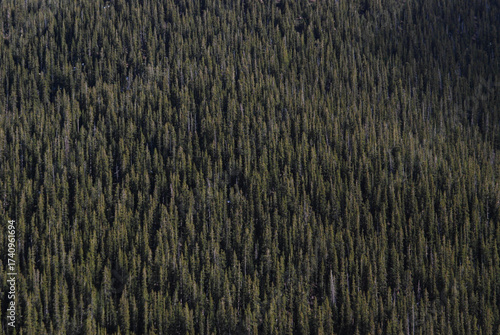 Green Trees