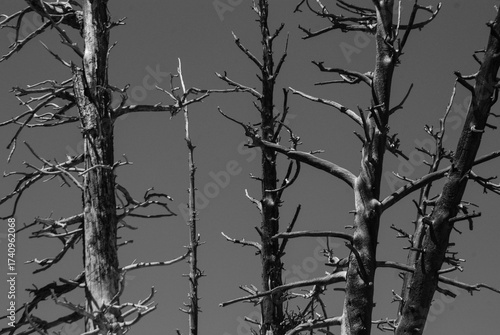 Black trees