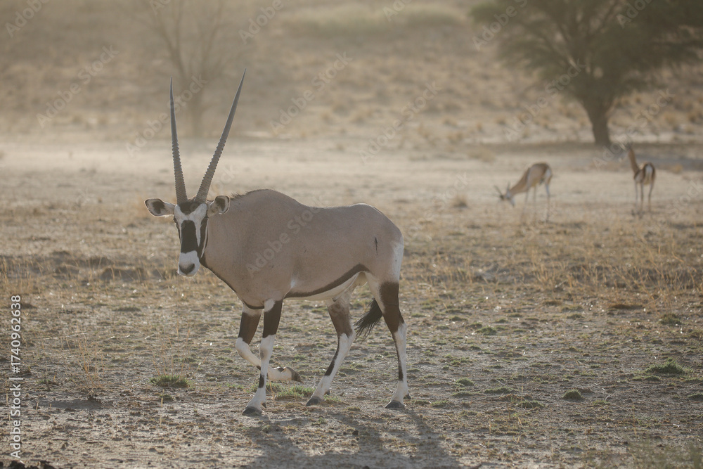 Fototapeta premium Gemsbok in the arid Kalahari Desert as a dust storm blows through