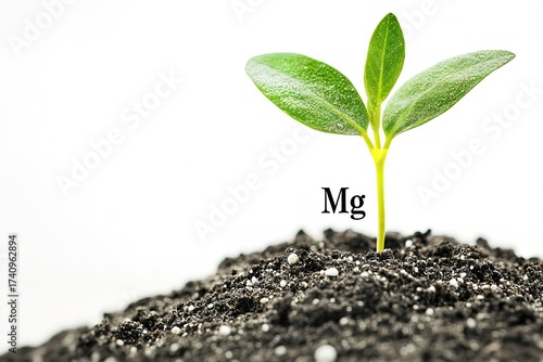Young plant seedling growing from soil with Mg symbol representing magnesium nutrient, Generative AI.