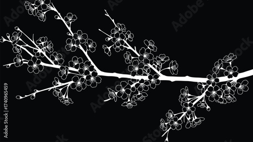 White cherry blossom branch blooming against a black backdrop, showcasing delicate spring flowers in a minimalist and elegant style.