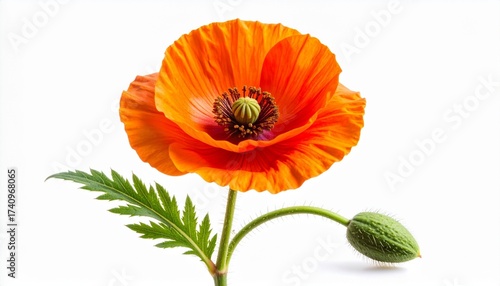 Orange poppy in bloom beside green bud, crinkled petals and dark center, white background, evoking botanical beauty, growth, and delicate contrast.
