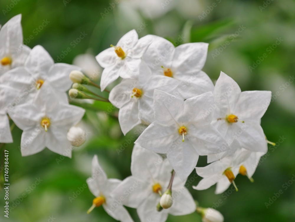 Obraz premium Jasminblütige Nachtschatten (Solanum laxum, Syn. Solanum jasminoides)
