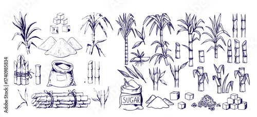 Sugar plant. Agriculture production of sugarcane plantation vector hand drawn collection