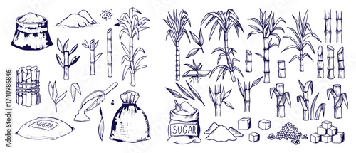 Sugar plant. Agriculture production of sugarcane plantation vector hand drawn collection