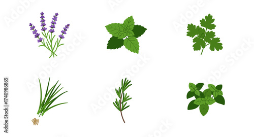 Collection of fresh herbs: lavender, mint, parsley, chives, rosemary, oregano on white background