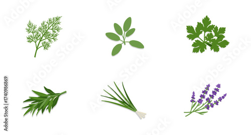 Herb collection set: dill, sage, parsley, rosemary, chives, lavender