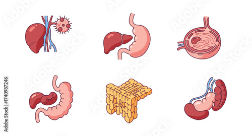Human digestive system organs: stomach, intestines, liver in cartoon style