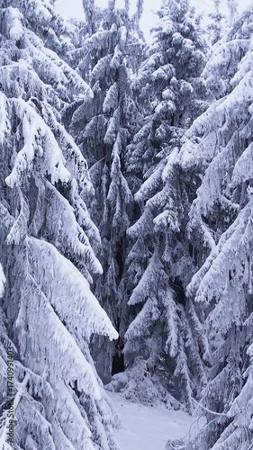 Aerial of Pine trees covered in frost in a snowy forest in winter. Cold frosty weather. Winter background. Movement along