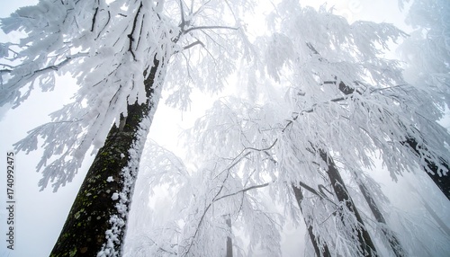 Winter Trees Covered in Snow Reaching Upward Through the Fog