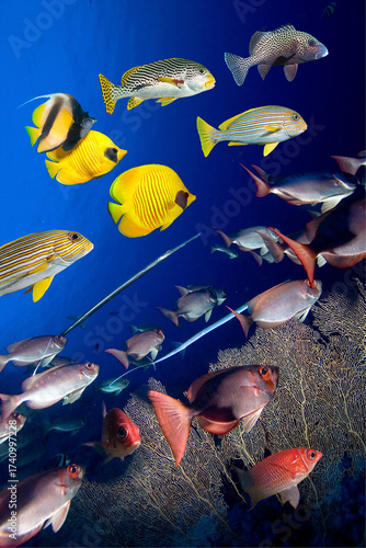 Photo of coral colony.
