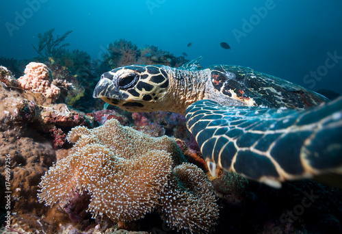 Wallpaper Mural Turtle swims over coral reef.  Close up photo. Torontodigital.ca