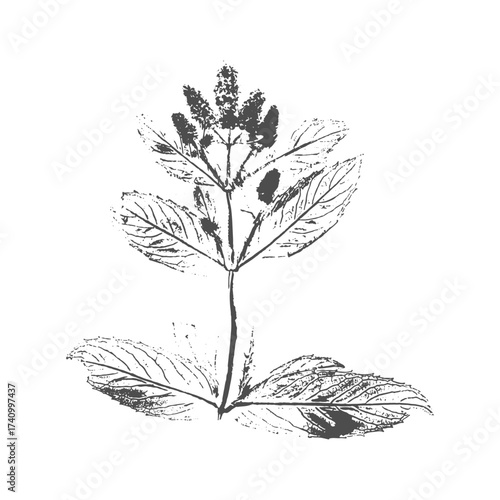 Mint Mentha Piperita imprint stamp plant with inflorescence with flowers in bloom. Silhouette ink on white background.