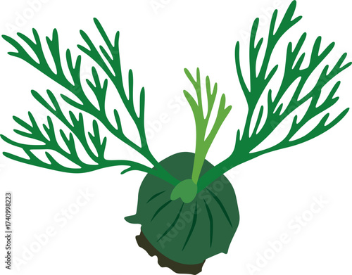 Staghorn Fern Ridleyi Vector – Front View Illustration of Platycerium Ridleyi