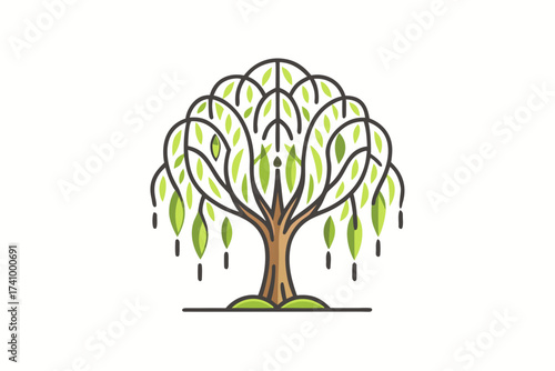 willow tree with gentle hanging branches scenic natural view,