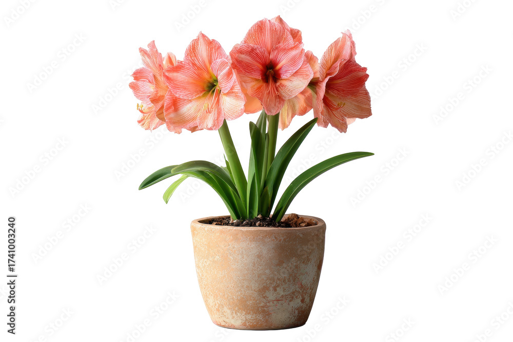 Obraz premium Amaryllis in a terracotta pot on transparent background