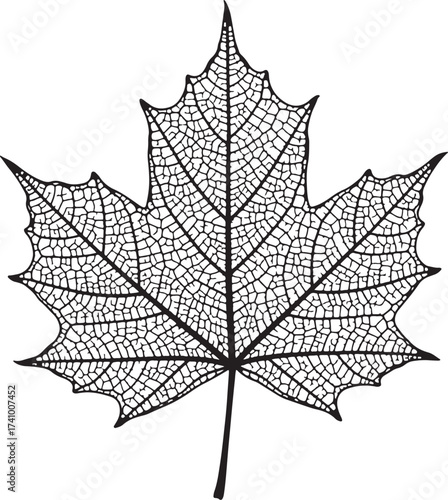 Detailed black and white vector drawing of a maple leaf skeleton showing intricate vein structure, perfect for nature, autumn, and organic designs.