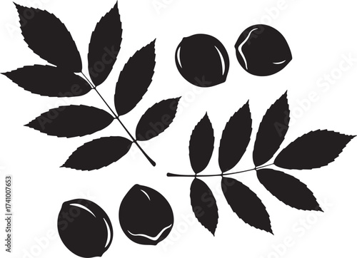 Elegant black vector silhouettes of walnut leaves and whole nuts, perfect for nature, autumn, and organic food-themed graphic design and packaging.