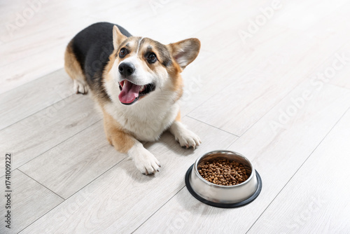 Obraz na płótnie Cute Welsh Corgi near feeding bowl with dog food on floor at home, space for tex