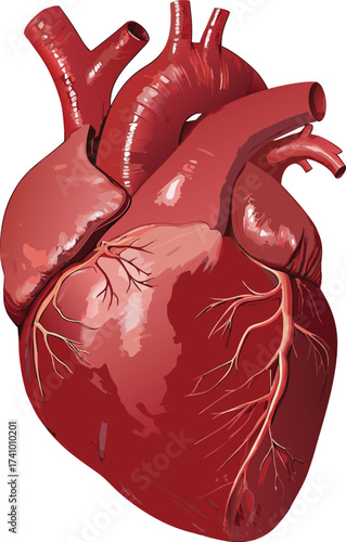 Red human heart with visible arteries 