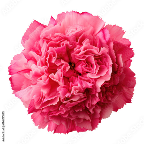 Close-up of wild red rose