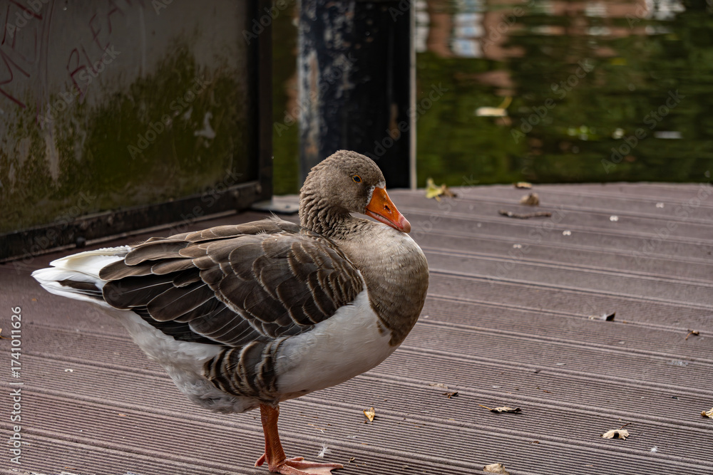 Fototapeta premium White geese on the river bank, wild birds near the water, nature, close-up photo