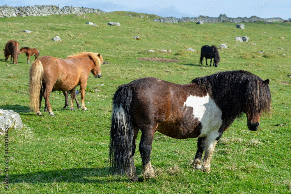 Obraz premium Poney, race Seytland, cheval, Iles Shetland, Ecosse, Grande Bretagne