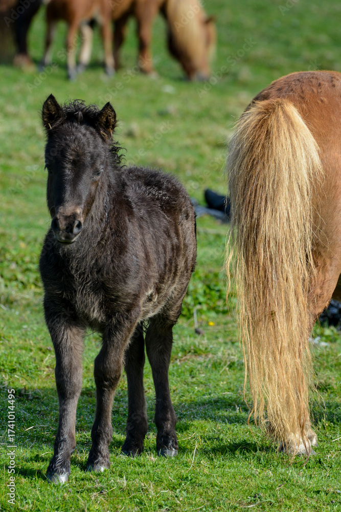 Fototapeta premium Poney, race Seytland, cheval, poulin et jument, jeune et femelle, Iles Shetland, Ecosse, Grande Bretagne