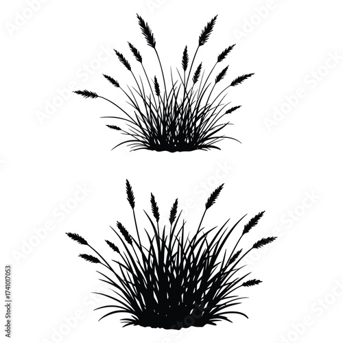 Black and white illustration of two clumps of wild grass or reeds