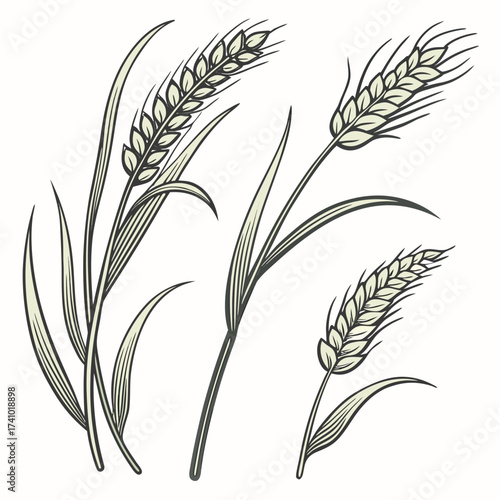 Stylized illustration of three wheat stalks with leaves and grains in a simple line art design on a white background