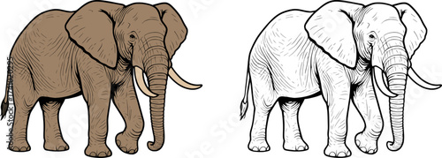 detailed flat vector of , colored and black and white outlined for kids coloring book