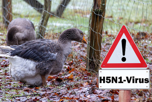 Close-up of a goose, sign H5N1 concept for poultry, danger of bird flu and disease in poultry.