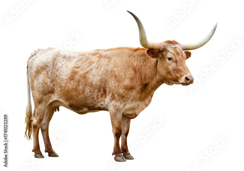 Texas Longhorn cow isolated on transparent background, tan and white spotted cattle with long horns PNG