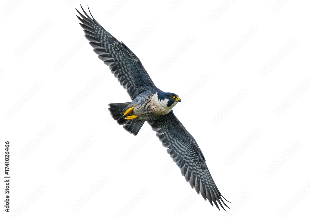 Obraz premium Peregrine falcon flying isolated on transparent background PNG, bird of prey with open wings in flight, wildlife predator
