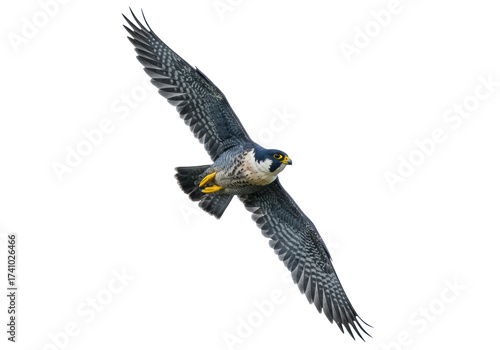 Peregrine falcon flying isolated on transparent background PNG, bird of prey with open wings in flight, wildlife predator