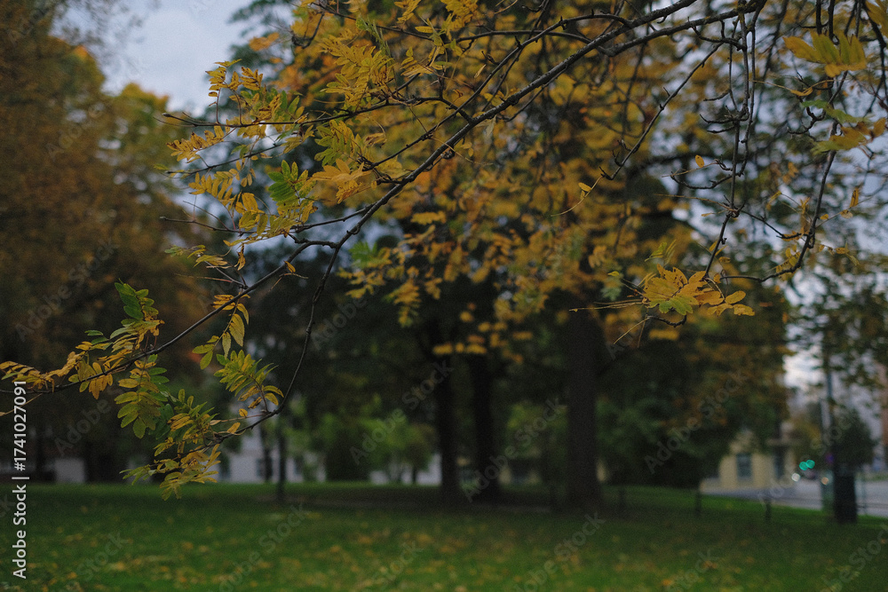 Fototapeta premium tree branches with yellow autumn leaves in october