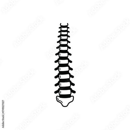 Detailed illustration of a human spine showing vertebrae alignment and structure