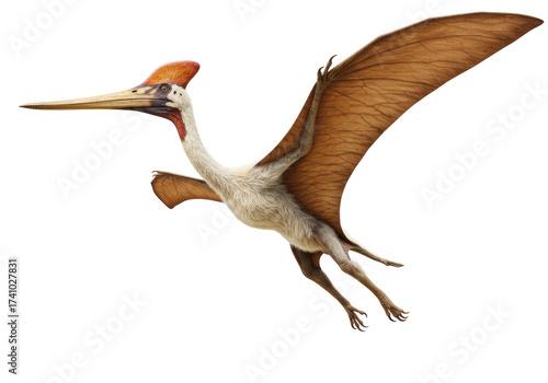Pterodactyl flying PNG isolated on transparent background, prehistoric reptile with wings for paleontology and dinosaur era concepts