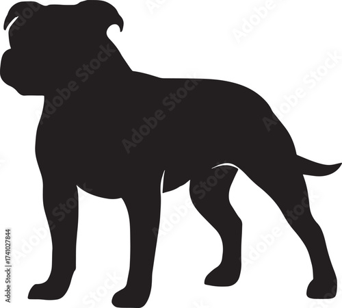 Silhouette of a powerful staffordshire bull terrier dog standing alert and ready for action