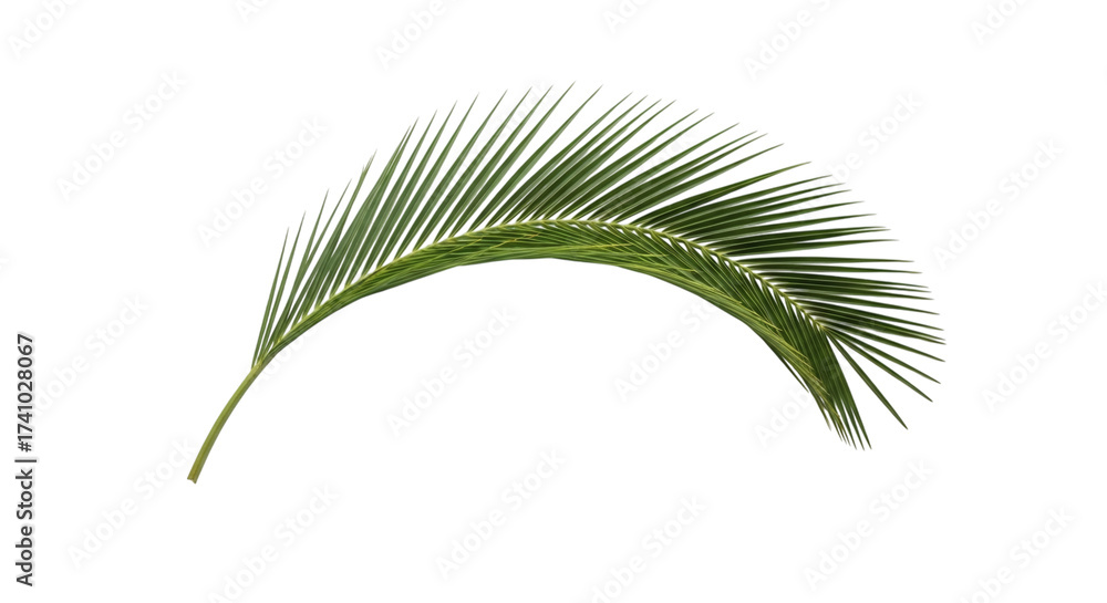 Fototapeta premium A single green palm leaf isolated on transparent background